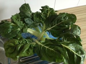 Lecker Mangold